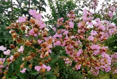 美國紫荊花